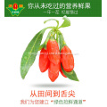 Goji Berry Health Dried Fruit